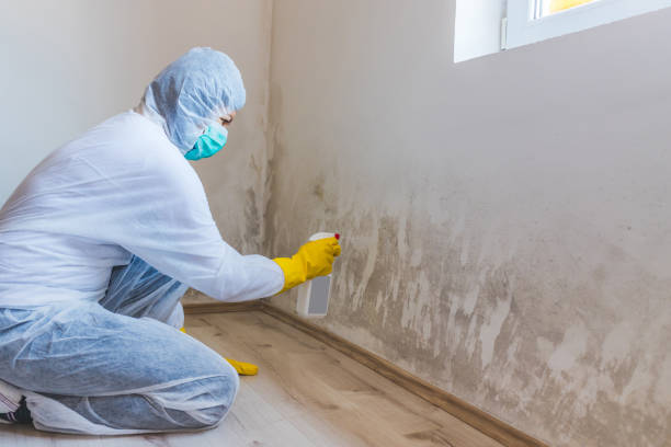 Licensed Basement Mold Remediation service in Courtland, VA - WQB Mold Removal