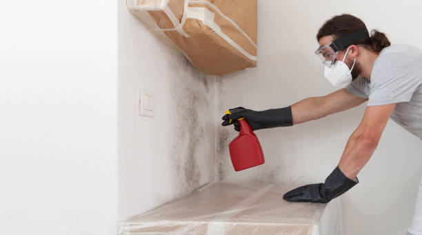 Professional Basement Mold Remediation technician working in Courtland, VA