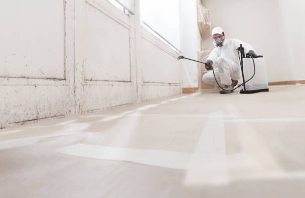 24/7 Emergency Basement Mold Remediation experts in Courtland, VA