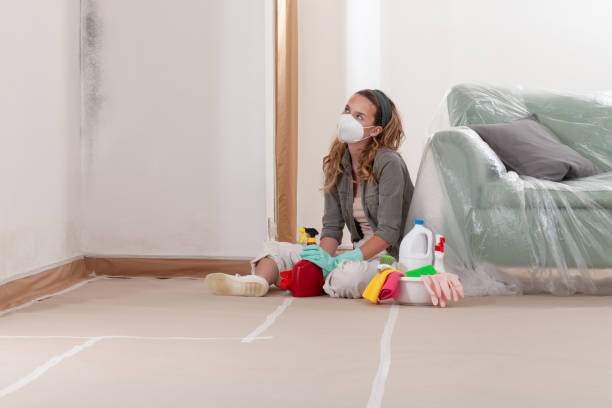 Reliable Basement Mold Remediation contractor in Courtland, VA by WQB Mold Removal
