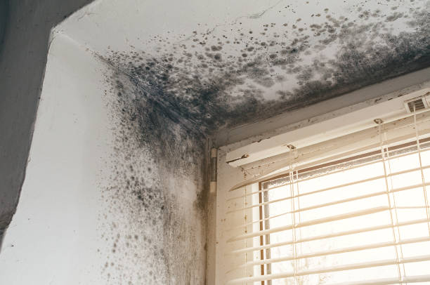Affordable Basement Mold Remediation solutions in Courtland, VA