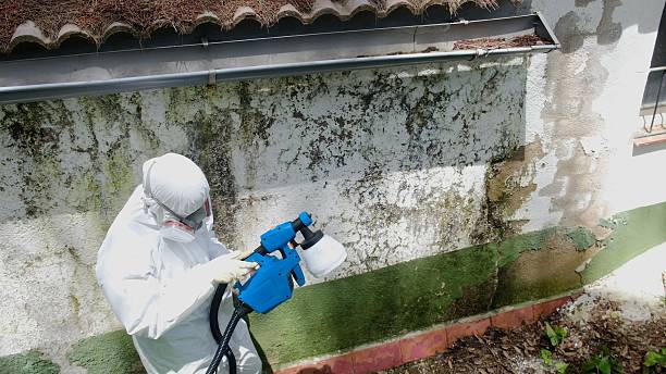 Top rated local Basement Mold Remediation specialists in Courtland, VA
